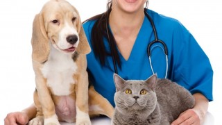 Antiparasitic drugs for animals