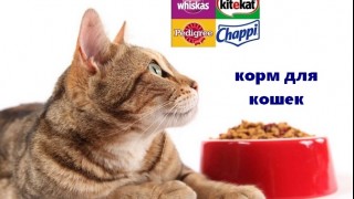Cat food - ranking of manufacturers