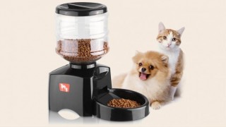 Best auto feeders for cats and dogs