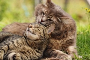 Лучшие средства от гуляния кошек