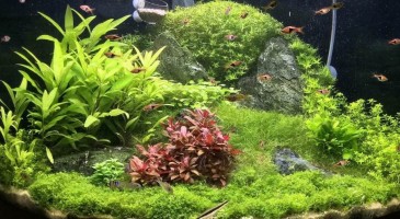 Лучшие аквариумные растения