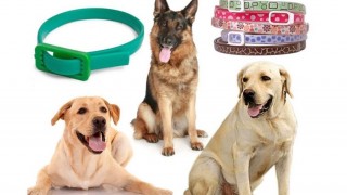 The best collars for dogs