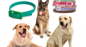 The best collars for dogs