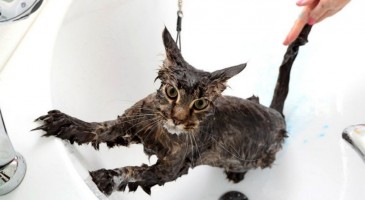 Best shampoos for cats