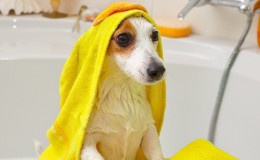 Best shampoos for dogs
