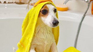 Best shampoos for dogs