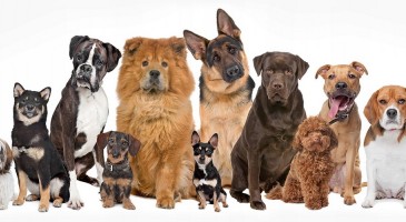 The most loyal dog breeds