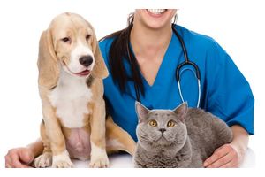 Antiparasitic drugs for animals