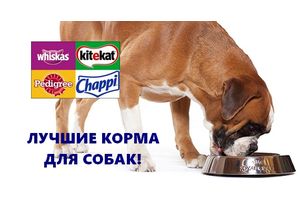 Dry food for dogs - the ranking of manufacturers