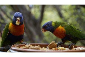 Best parrot food