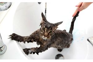 Best shampoos for cats
