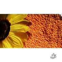 Red lentils polished lighthouse, 25 kg